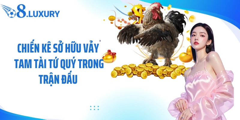 Vảy Tam Tài Tứ Quý - Dấu Hiệu Chiến Kê Tiềm Năng Khi Cá Cược Tại O8 2 Chiến kê sở hữu vảy tam tài tứ quý trong trận đấu